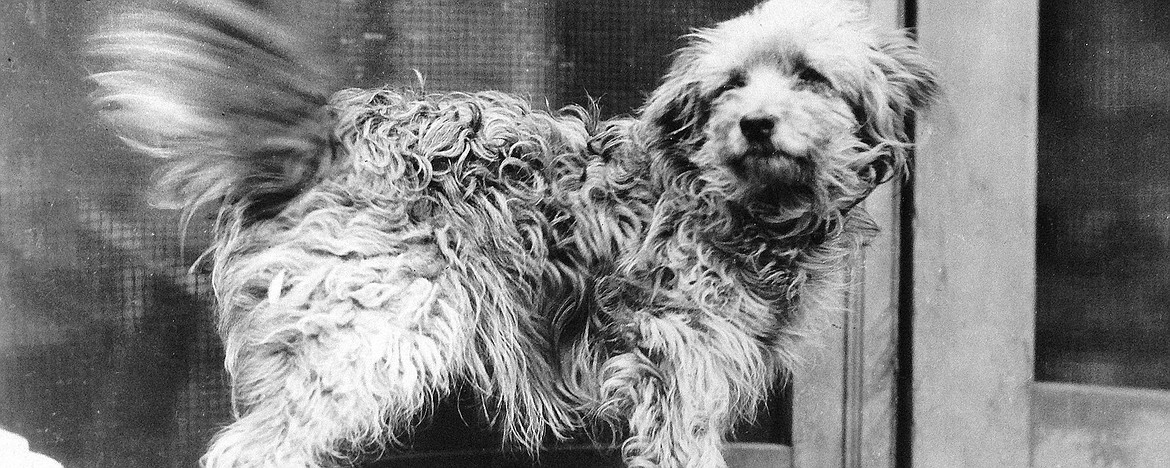 UNP BLOG
World War I dog hero Rags (1916-1936) saved lives by carrying messages in combat conditions.