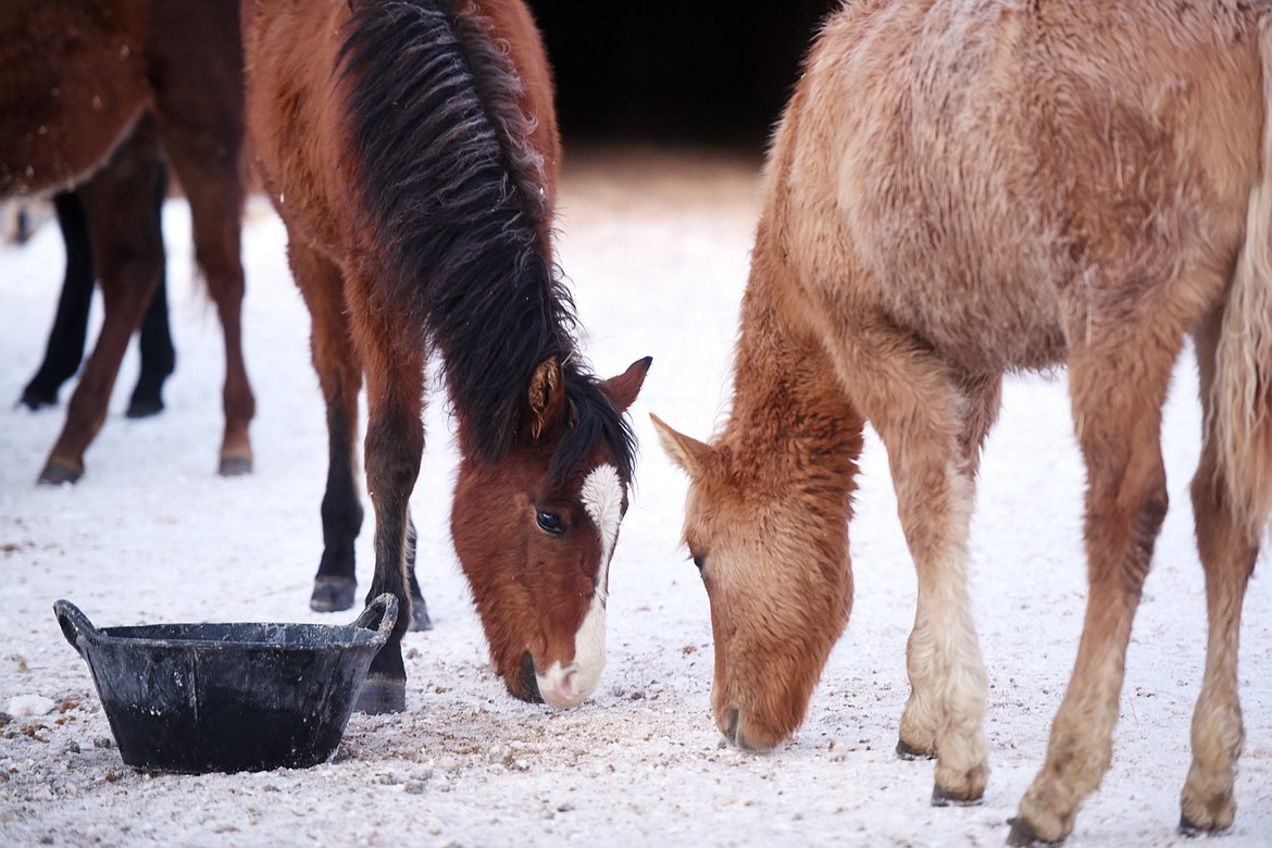 Rescued mustangs, among nine foals who were part of a herd that was rounded up to be slaughtered, are adapting to their new daily routine at the rescue ranch. (Brenda Ahearn/Daily Inter Lake)