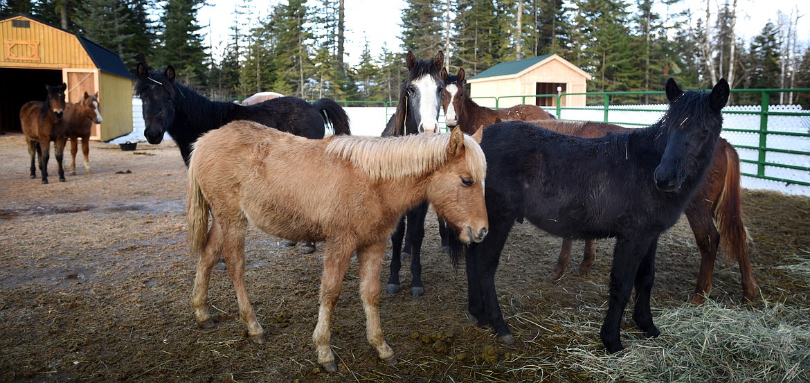 Rescued mustangs live their new daily routine at Hiatt Equestrian Rescue and Recreation.&#160;The nine were part of a herd that had been rounded up to be slaughtered. The foals would have faced the most common fate for this scenario of either being shot or left to die, unable to fend for themselves without their parents.  
(Brenda Ahearn/Daily Inter Lake)