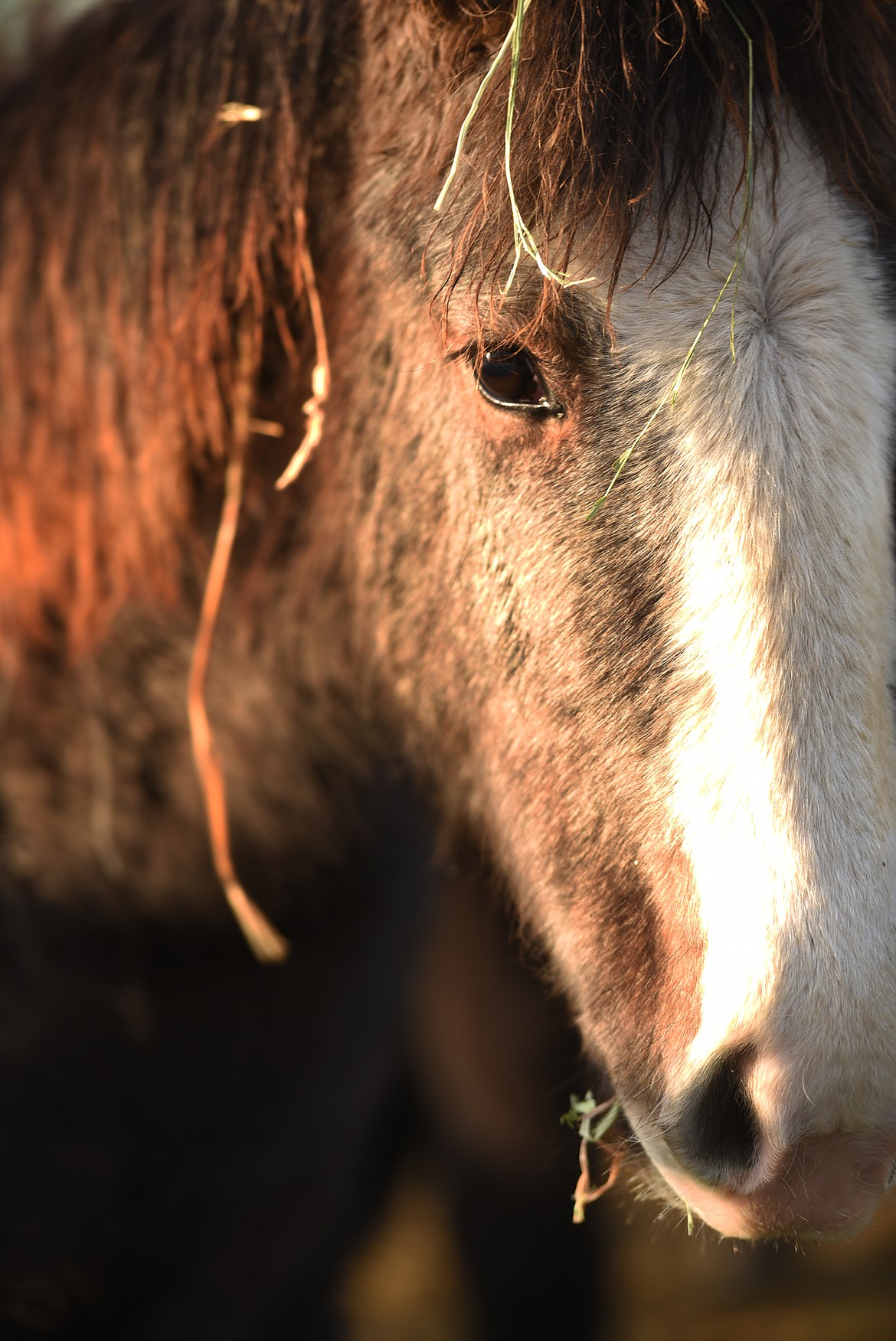 One OF nine mustang foals recently sent to Hiatt Equestrian Rescue and Recreation.   H.E.R.R. is a nonprofit organization offering sanctuary to horses in need of a home. (Brenda Ahearn/Daily Inter Lake)