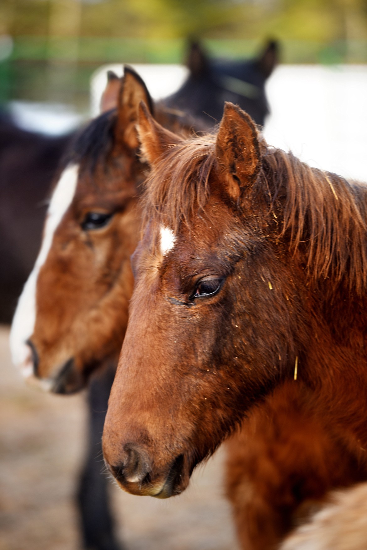 There are currently 44 horses living on the ranch. (Brenda Ahearn/Daily Inter Lake)