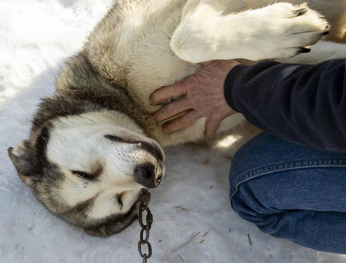 DARIN OSWALD/Idaho Statesman
Cobalt, an Alaskan husky, gets a massage from Laurie Warren as she checks on each of her sled dogs. Warren and her son Trevor, who live near Council, will be competing in the Idaho Sled Dog Challenge this week in McCall.