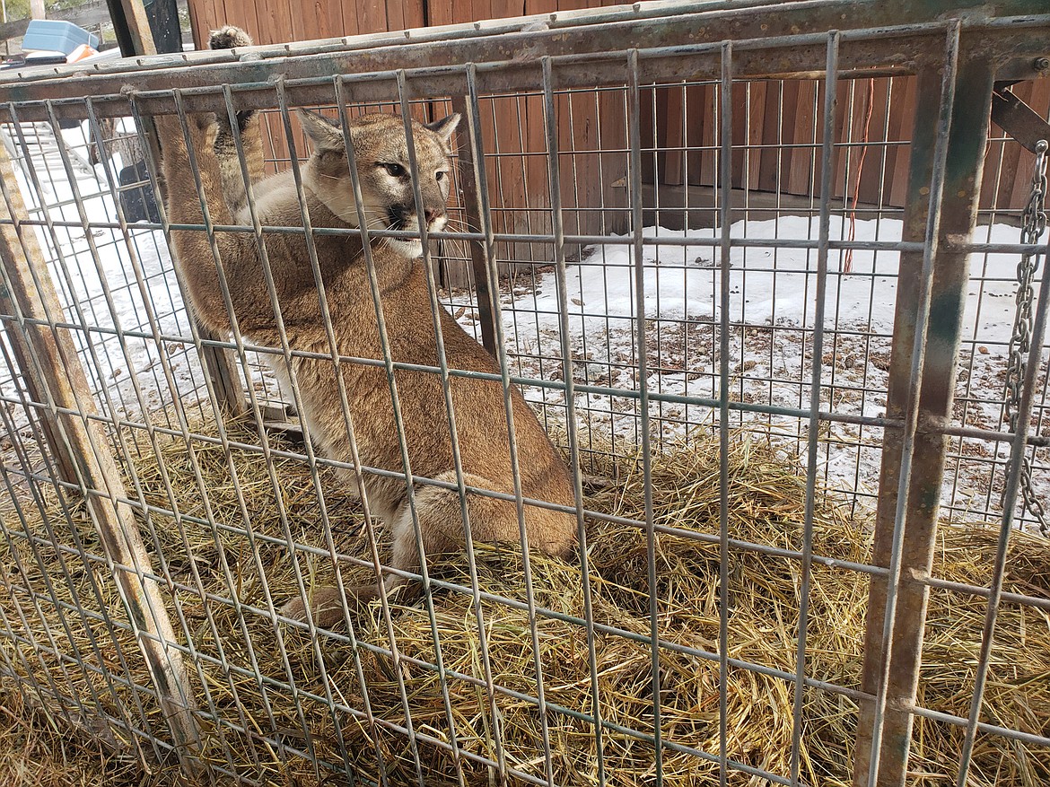 This mountain lion was euthanized after Montana Fish, Wildlife and Parks officials determined it had become habituated to people. The lion was trapped at the residence of an Eureka woman Jan. 19. (Submitted photo)