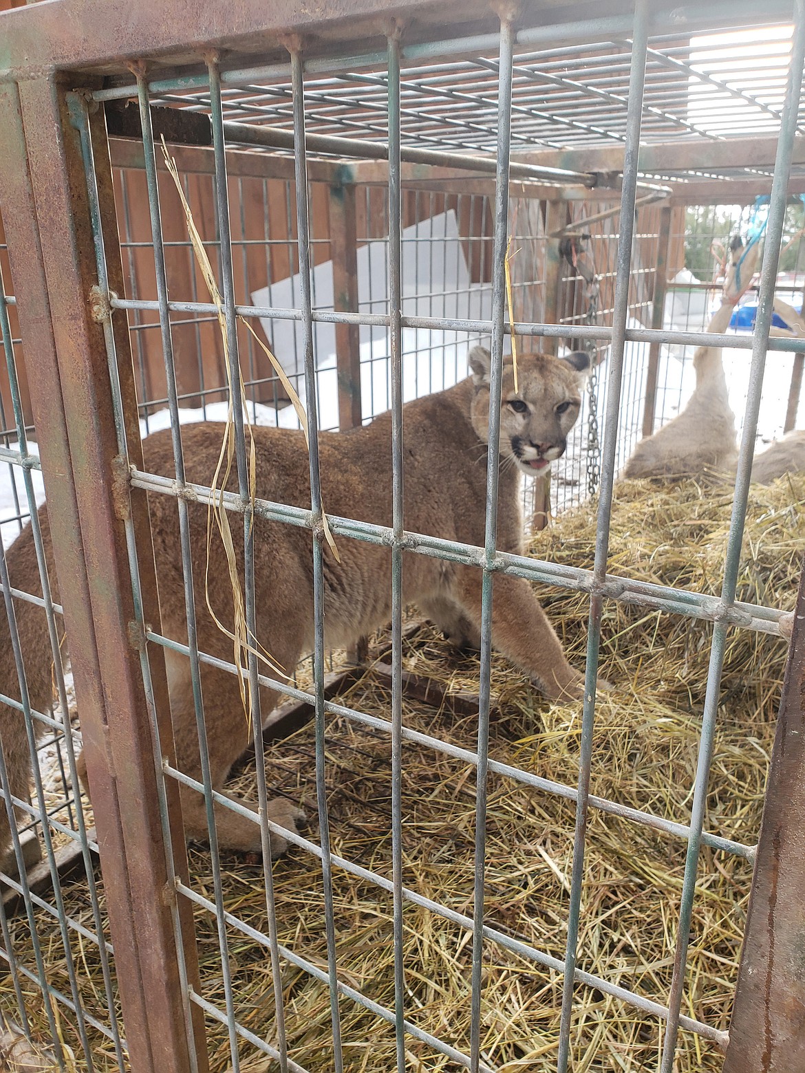 This mountain lion was euthanized after Montana Fish, Wildlife &amp; Parks officials determined it had become habituated to people. The lion was trapped at the residence of an Eureka woman Jan. 19. (Submitted photo)