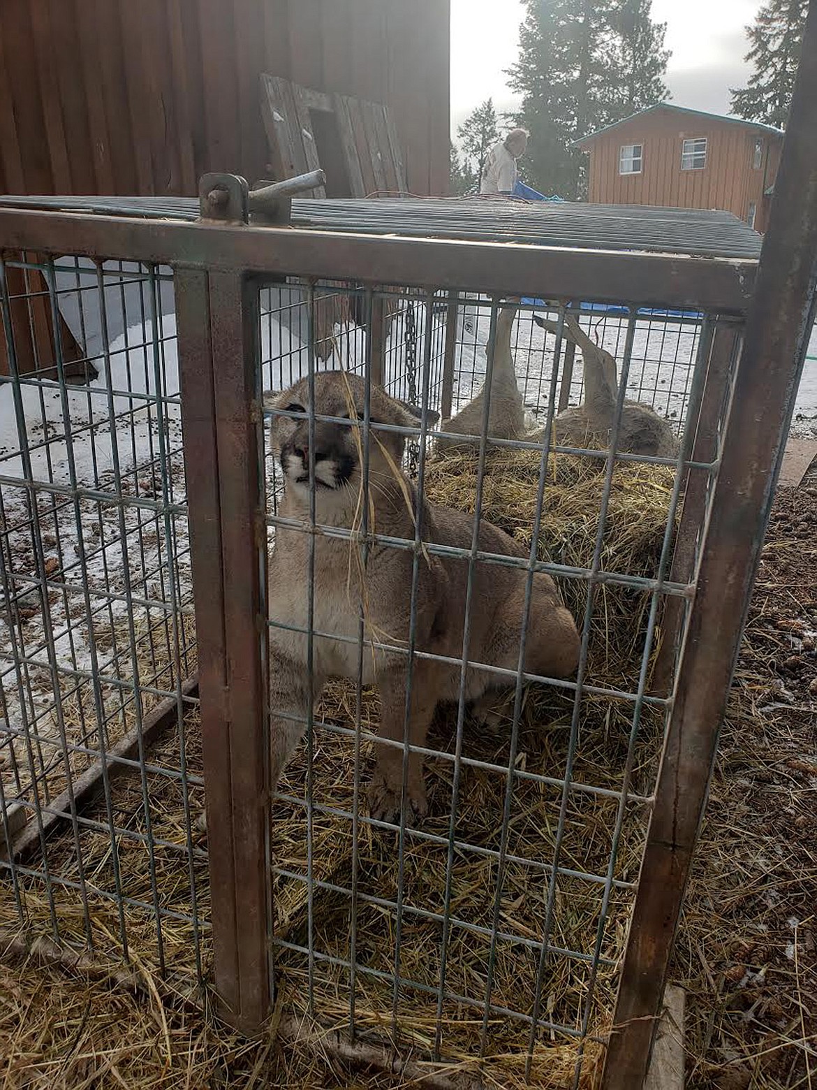 This mountain lion was euthanized after Montana Fish, Wildlife &amp; Parks officials determined it had become habituated to people. The lion was trapped at the residence of an Eureka woman Jan. 19. (Submitted photo)