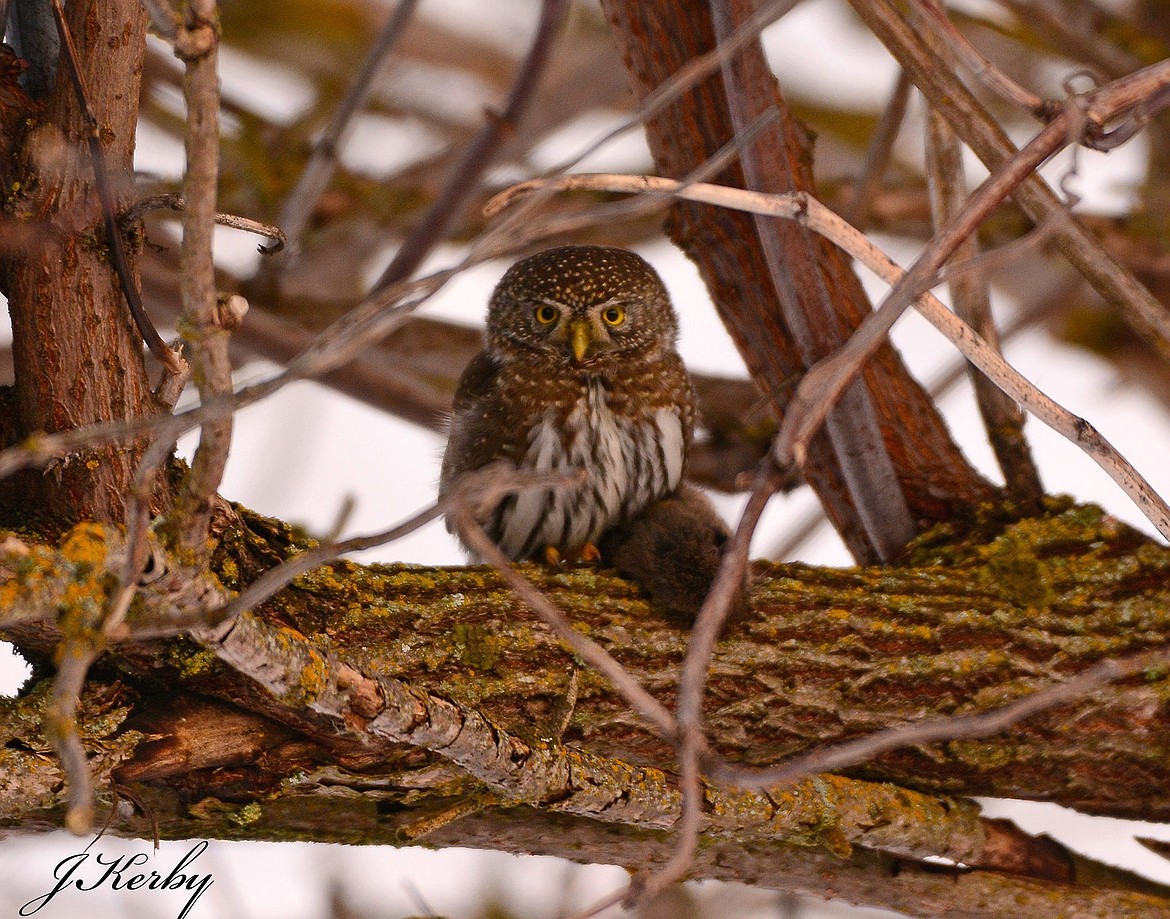 Photo by JON KERBY
The upper parts of the northern pygmy-owl are dark gray-brown to reddish, the underparts are white streaked with dark brown. This Boundary County owl is content with his meadow mouse catch for the day.