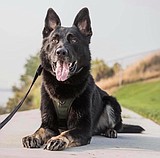 K-9 Grizzly takes bite of domestic violence suspect near Othello