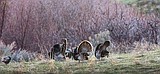 Apply now for southern Idaho controlled turkey hunts