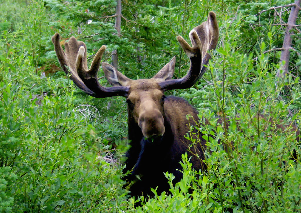 (Photo courtesy IDAHO FISH &amp; GAME)
The Idaho Fish &amp; Game Commission order on Jan. 24 that fewer moose tags in the Panhandle to safeguard the regional population of ungulates.