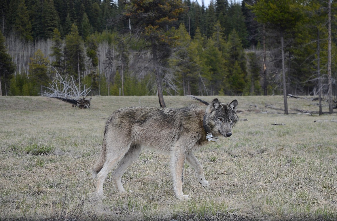 A wolf at GNP&#146;s Big Prairie. (Lily Cullen photo)