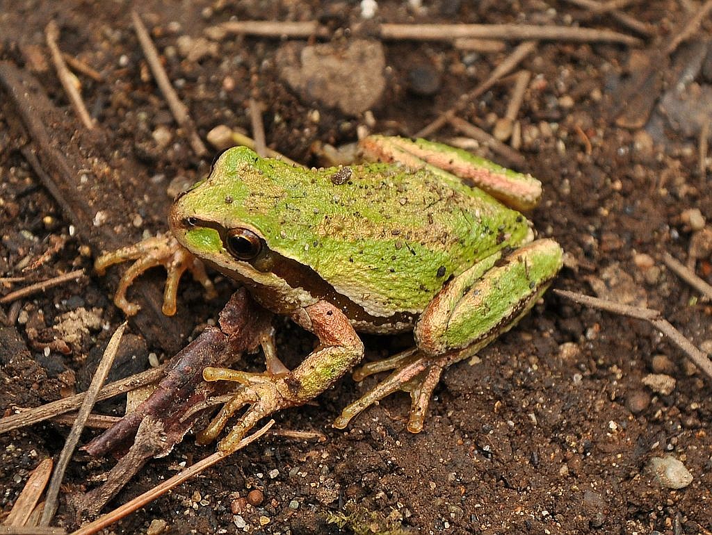 CRITTERS OF NORTH IDAHO Pacific tree frog Coeur d'Alene Press
