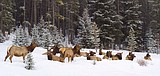 Despite storms, Idaho winter is normal and emergency feeding is unneeded