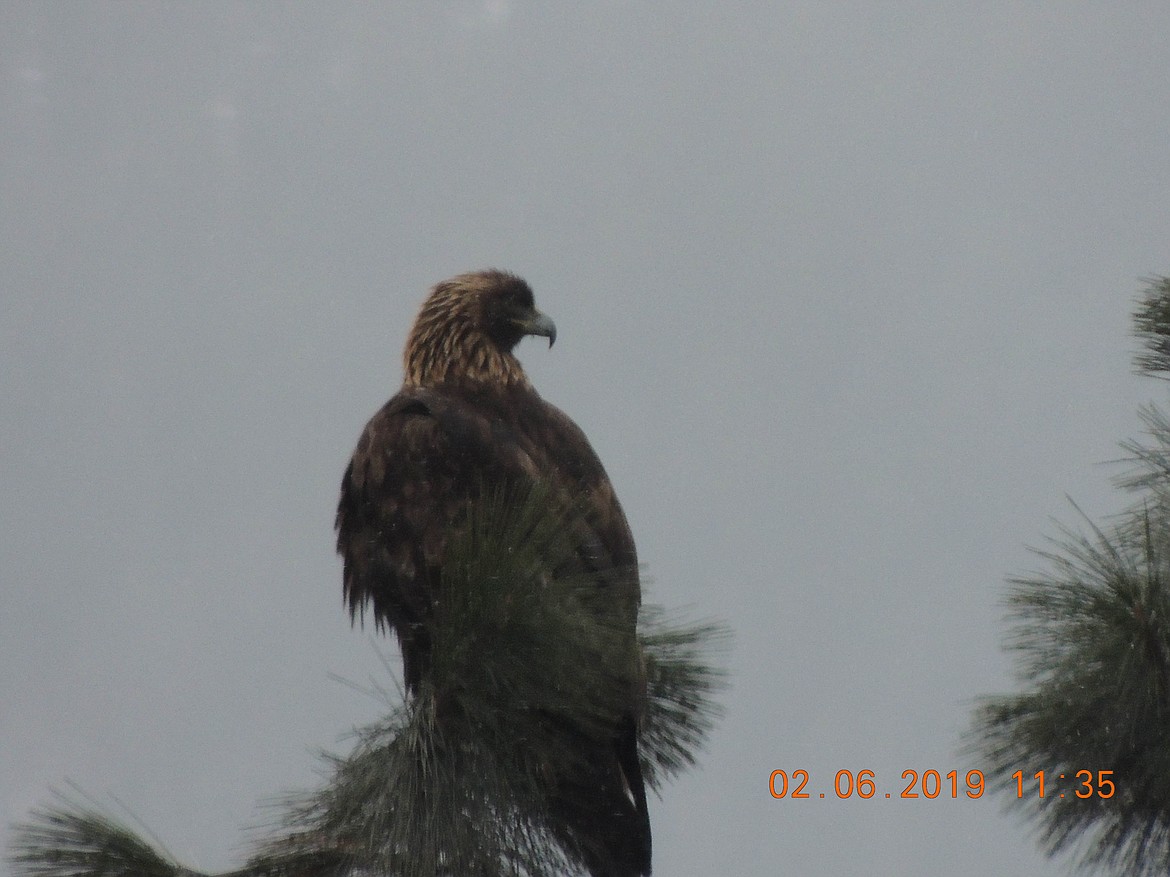 Photo by ROGER DOUCET
An adult Golden Eagle overlooking the Kootenai River east of Bonners Ferry. The adult&#146;s brown to dark brown plumage appears about age four. In size, golden eagles are similar to bald eagles.