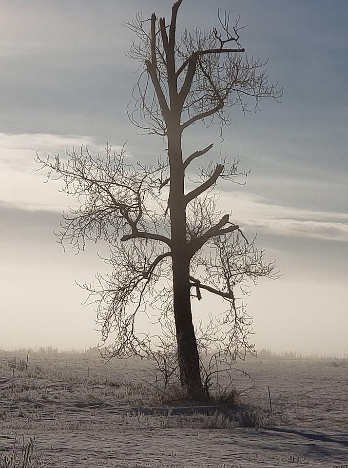 Photo by SANDY STEINHAGEN
Misty winter morning.