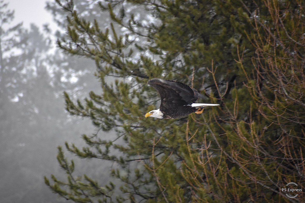 Photo by TYLER WARNER
Bald Eagle taking flight near Deep Creek.