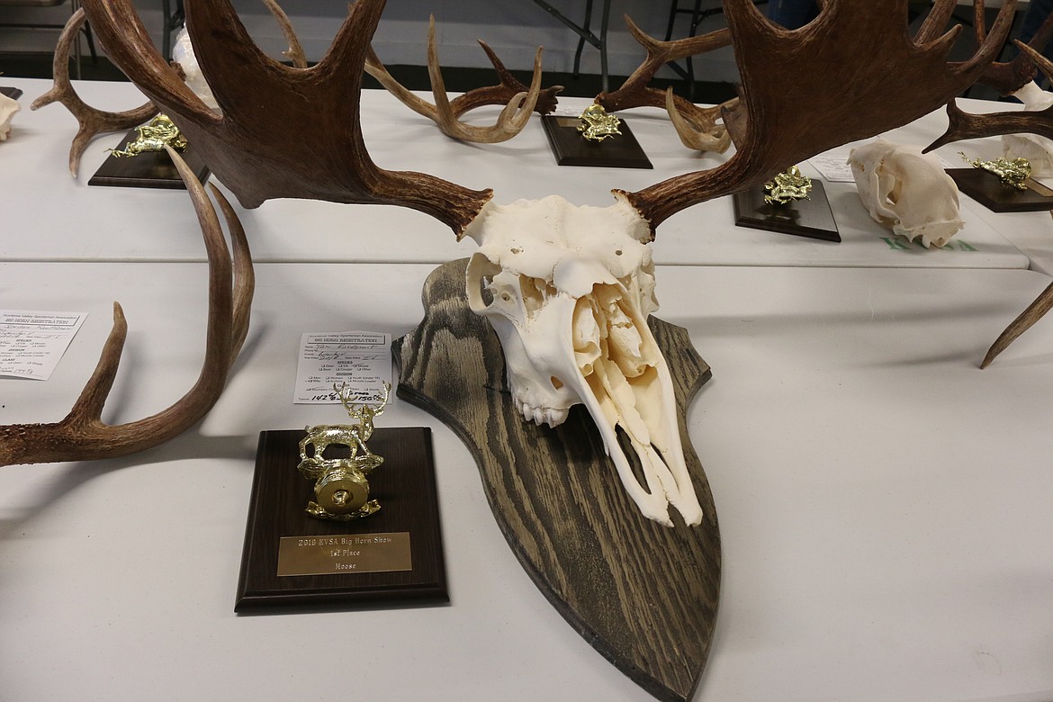 Photo by MANDI BATEMAN
Horns and mounts were judged and displayed during the Gun &amp; Horn Show.