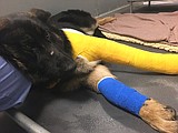 Dog hit in Mattawa area recovering from surgery