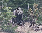 Groups file notice to sue Flathead over Forest plan