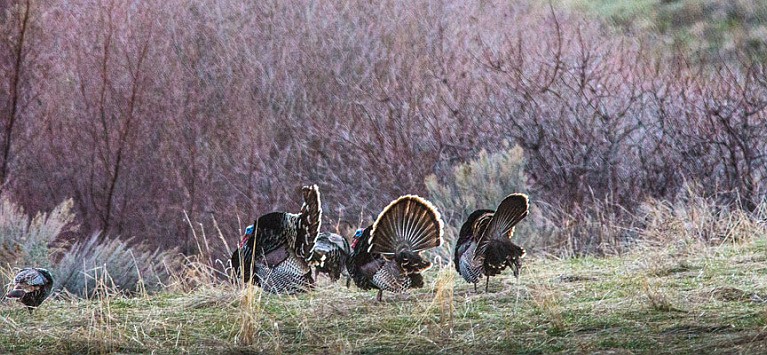 Tom turkeys show off their regalia on a cool spring Idaho morning.

Photo courtesy of IDAHO DEPARTMENT OF FISH AND GAME