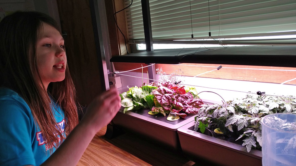 Fourth-grader Madison Nelson explains how students are growing red lettuce, chives and other hydroponic plants in a classroom at Northwest Expedition Academy in Hayden. (DEVIN WEEKS/Press)