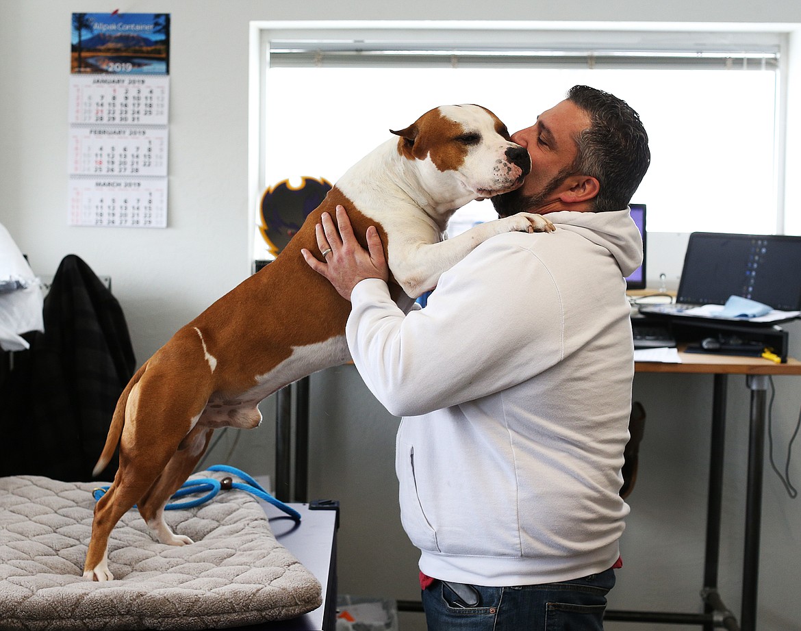 LOREN BENOIT/Press
Ed Thomason&#146;s American Staffordshire terrier, Pancho, won second in the terrier breed category at the Westminster Dog Show last week. They are seen here sharing a loving moment Tuesday during an interview at Thomason&#146;s work in Rathdrum.