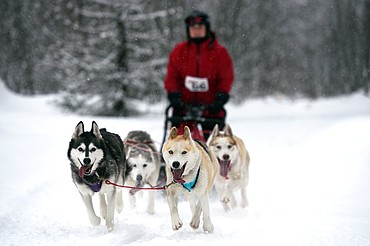 A musher leads a four-dog team through the course at the Flathead Classic at Dog Creek Lodge in Olney on Saturday, Feb. 23. (Casey Kreider/Daily Inter Lake)