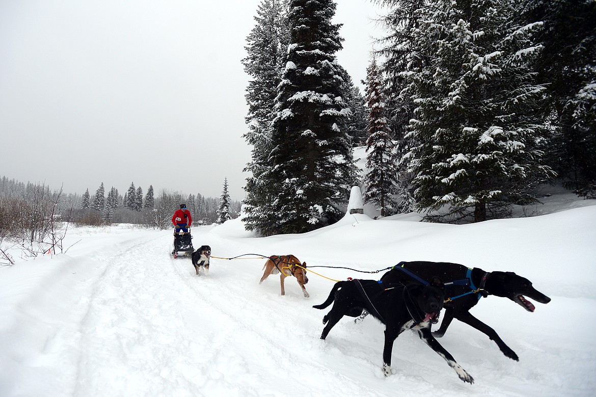 A musher leads a four-dog team through the course at the Flathead Classic at Dog Creek Lodge in Olney on Saturday, Feb. 23. (Casey Kreider/Daily Inter Lake)