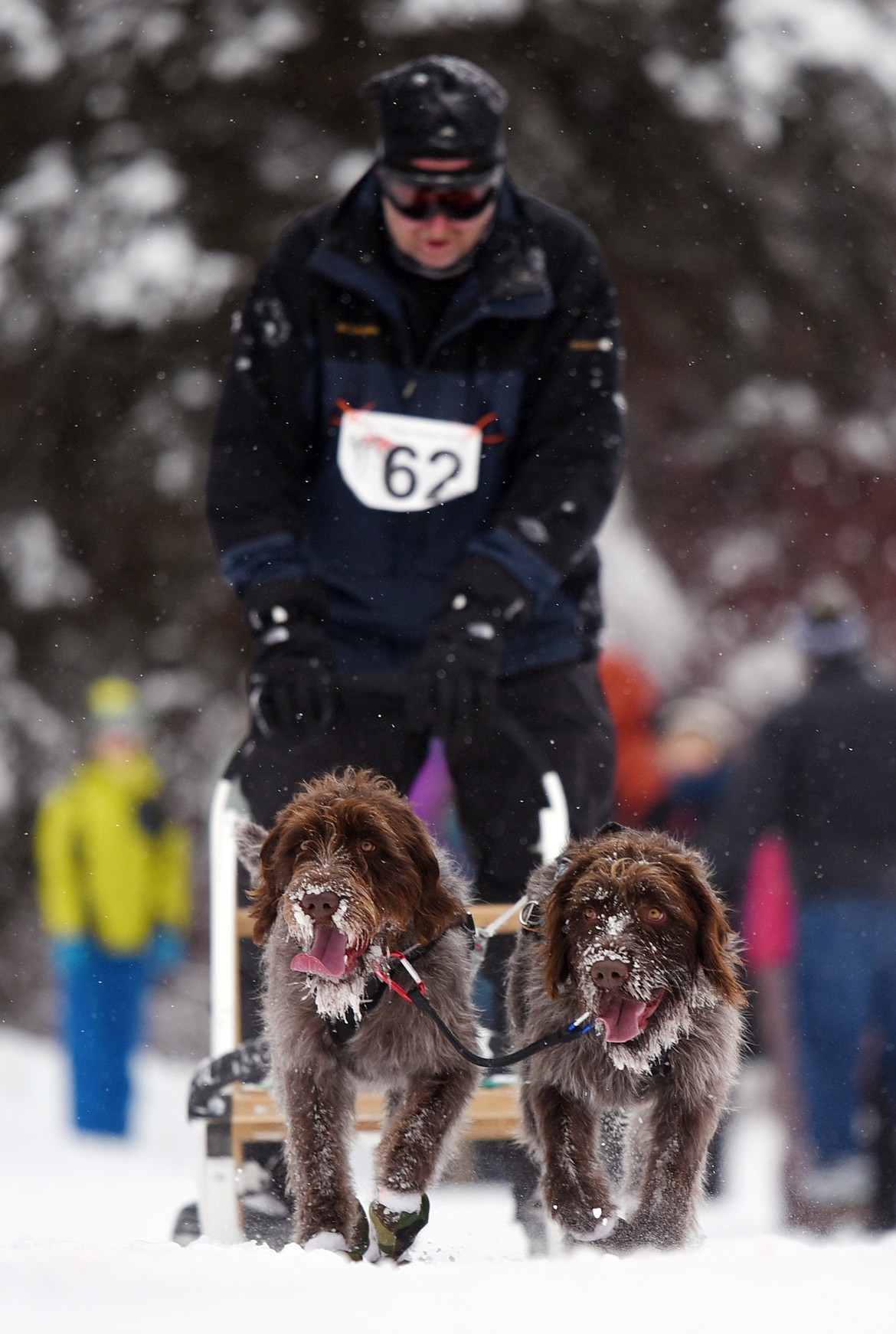 A musher leads a two-dog team through the course at the Flathead Classic at Dog Creek Lodge in Olney on Saturday, Feb. 23. (Casey Kreider/Daily Inter Lake)