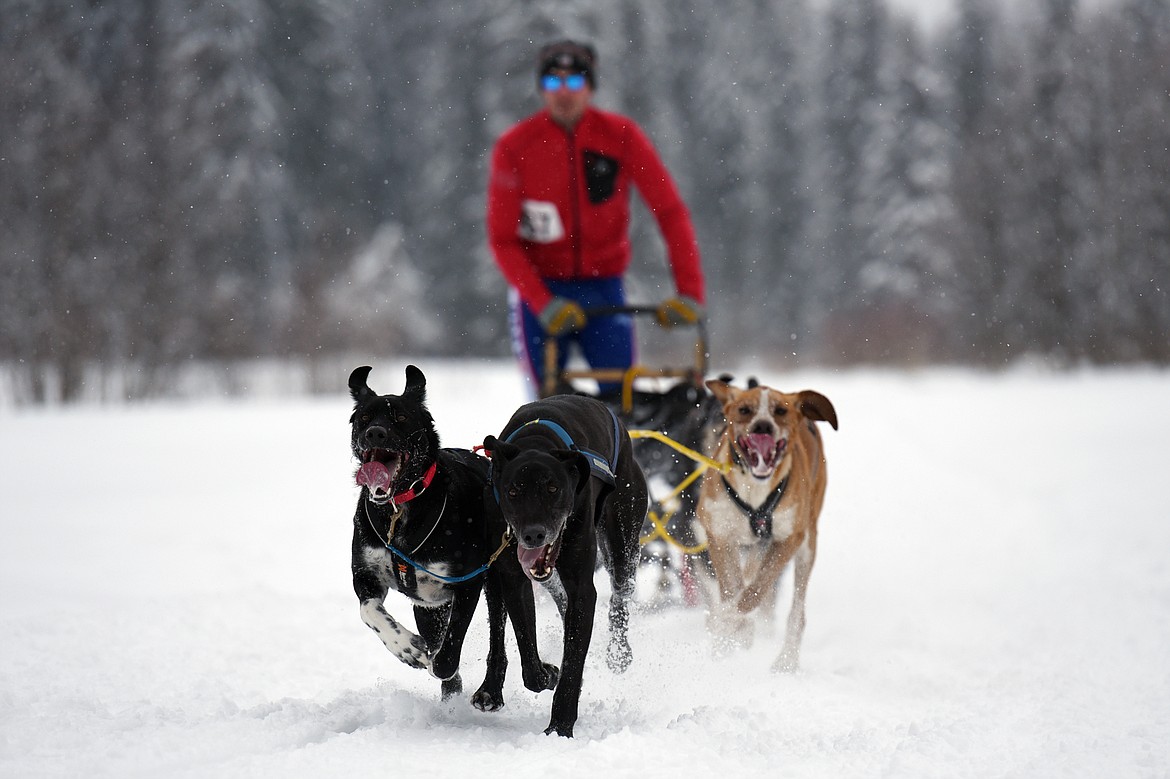 A musher leads a four-dog team through the course at the Flathead Classic at Dog Creek Lodge in Olney on Saturday, Feb. 23. (Casey Kreider/Daily Inter Lake)