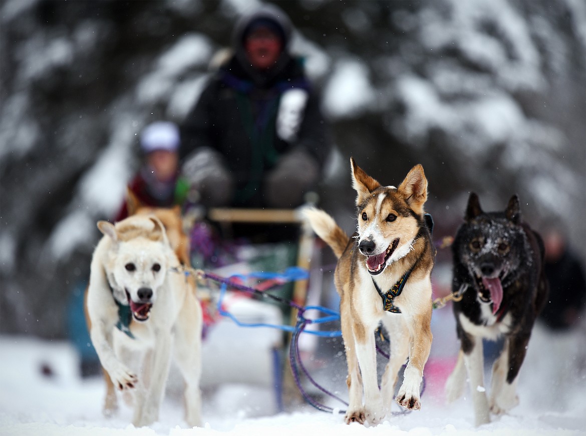 A musher leads a four-dog team through the course at the Flathead Classic at Dog Creek Lodge in Olney on Saturday, Feb. 23. (Casey Kreider/Daily Inter Lake)