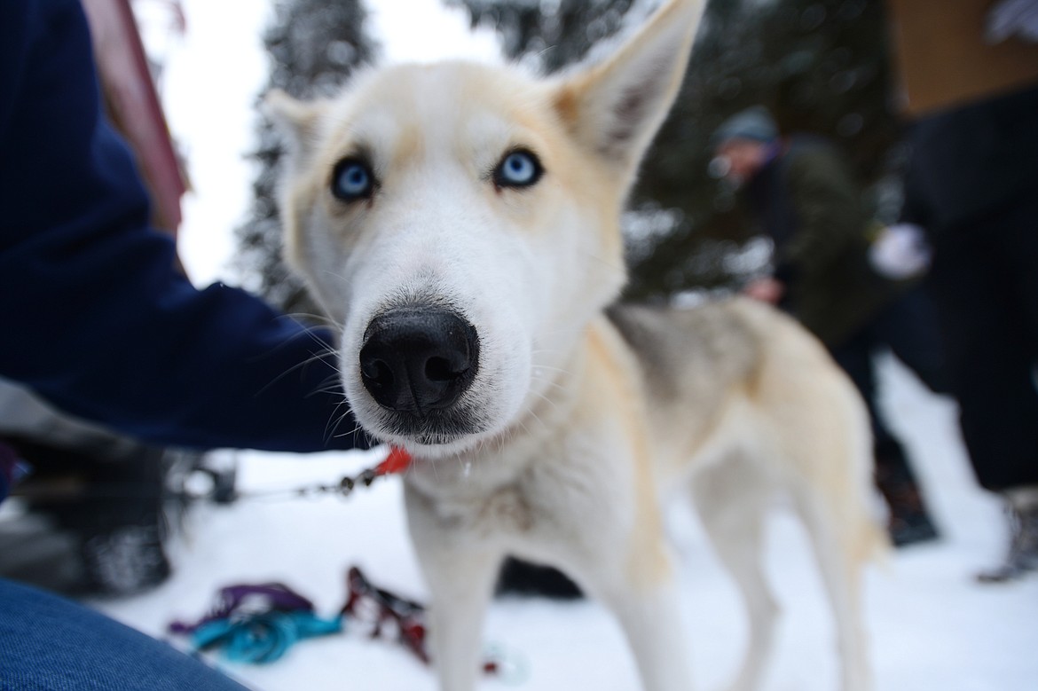 Cloudy, from Hidden Valley Huskies of Lowell, Arkansas, gets some attention after her race at the Flathead Classic at Dog Creek Lodge in Olney on Saturday, Feb. 23. (Casey Kreider/Daily Inter Lake)