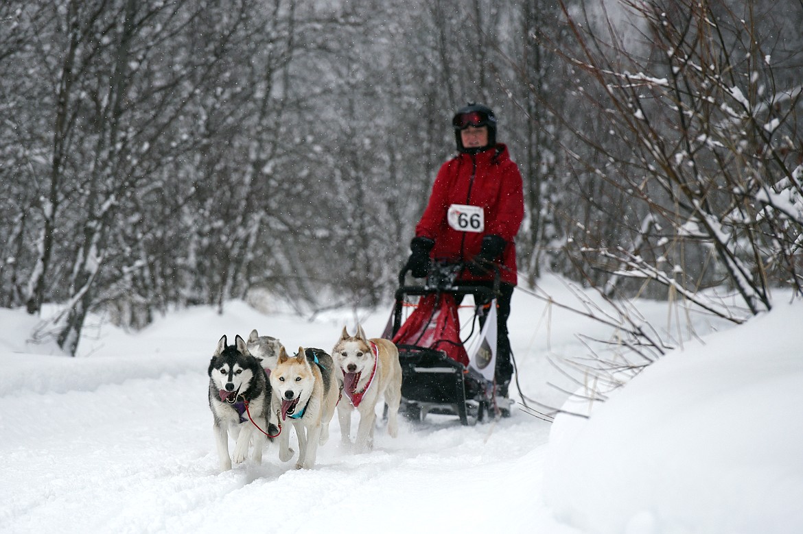 A musher leads a four-dog team through the course at the Flathead Classic at Dog Creek Lodge in Olney on Saturday, Feb. 23. (Casey Kreider/Daily Inter Lake)