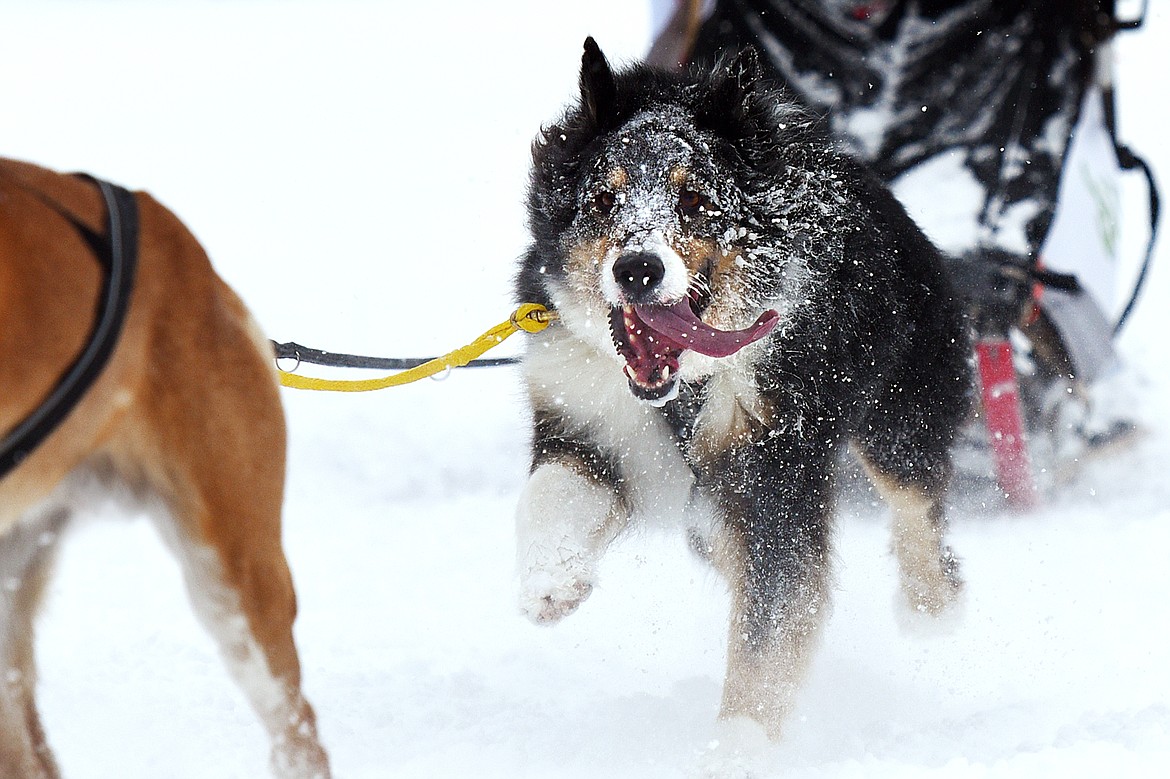 A musher leads a four-dog team through the course at the Flathead Classic at Dog Creek Lodge in Olney on Saturday, Feb. 23. (Casey Kreider/Daily Inter Lake)