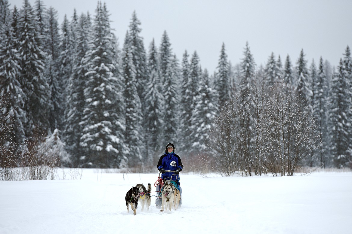 A musher leads a four-dog team through the course at the Flathead Classic at Dog Creek Lodge in Olney on Saturday, Feb. 23. (Casey Kreider/Daily Inter Lake)