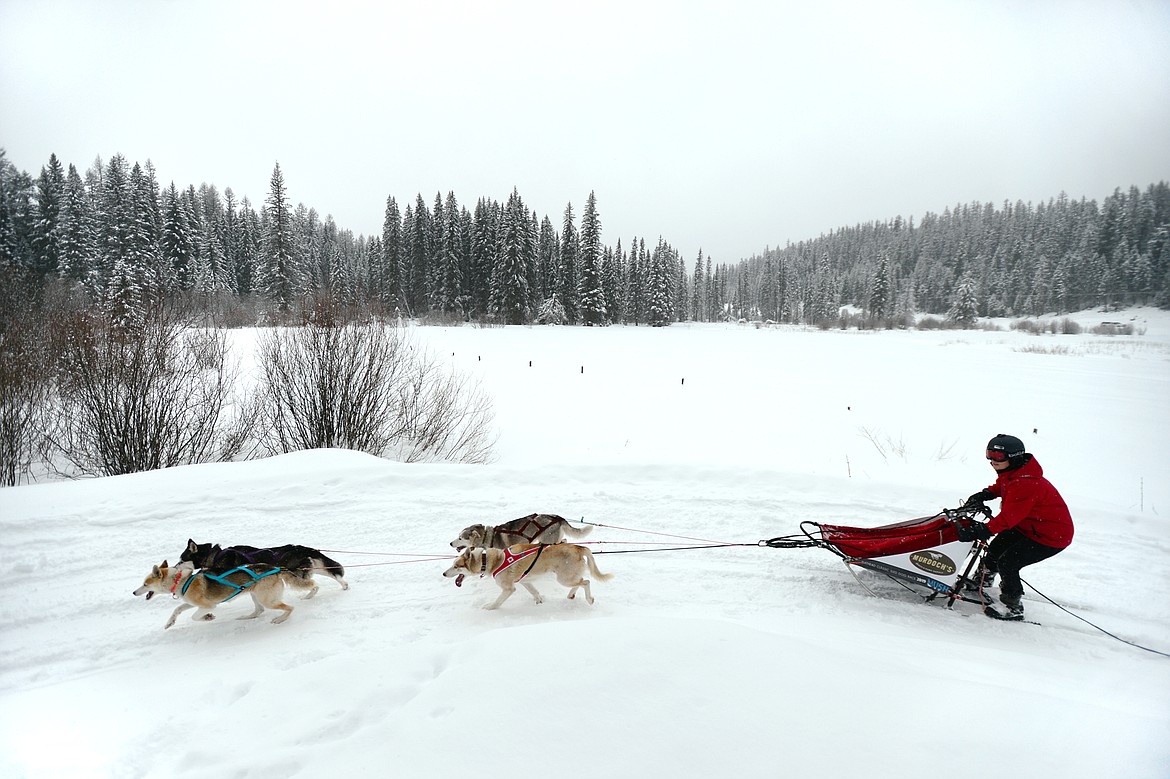 A musher leads a four-dog team through the course at the Flathead Classic at Dog Creek Lodge in Olney on Saturday, Feb. 23. (Casey Kreider/Daily Inter Lake)