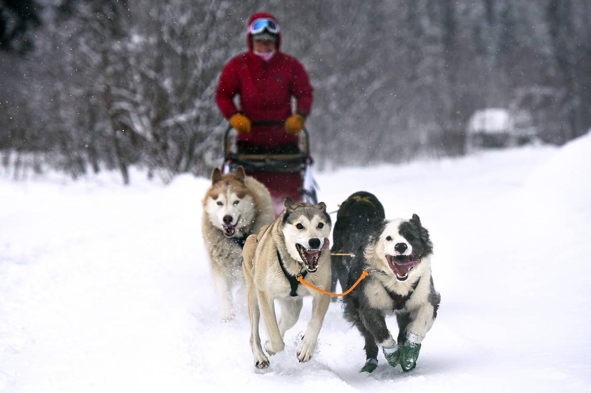 A musher leads a four-dog team through the course at the Flathead Classic at Dog Creek Lodge in Olney on Saturday, Feb. 23. (Casey Kreider/Daily Inter Lake)