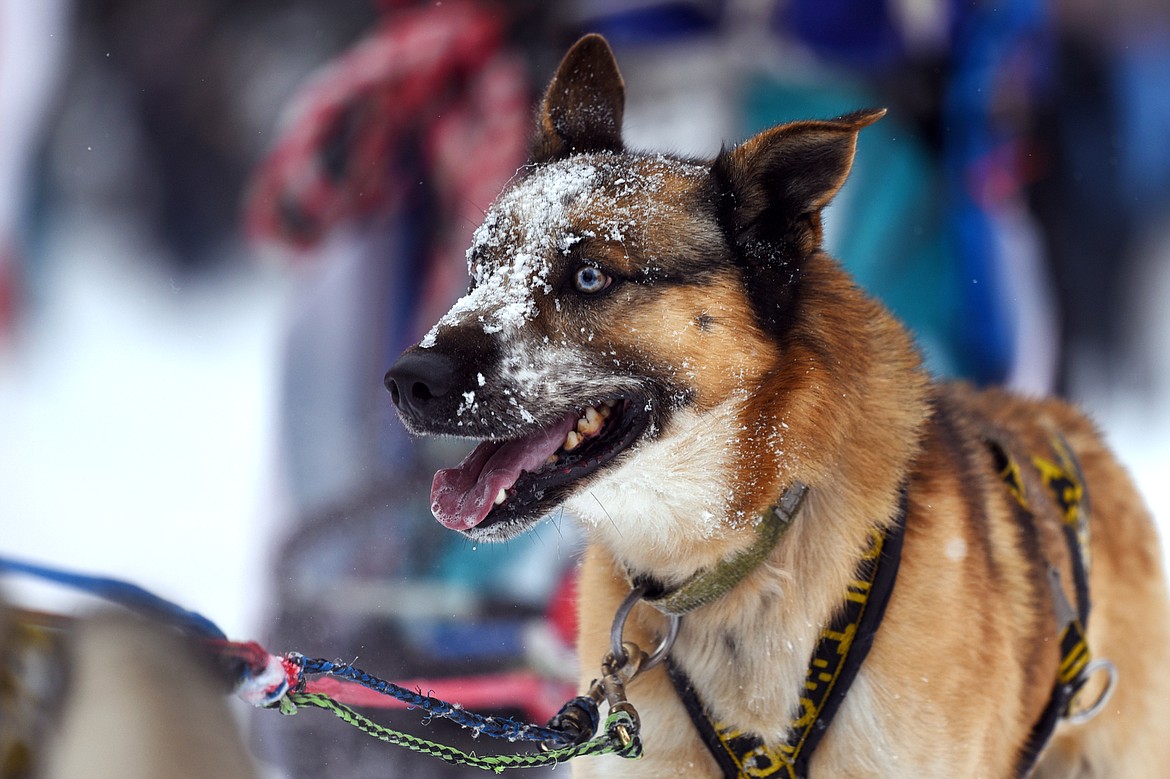 A four-dog team crosses the finish line at the Flathead Classic at Dog Creek Lodge in Olney on Saturday, Feb. 23. (Casey Kreider/Daily Inter Lake)