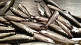 Kokanee numbers skyrocket in Lake Pend Oreille
