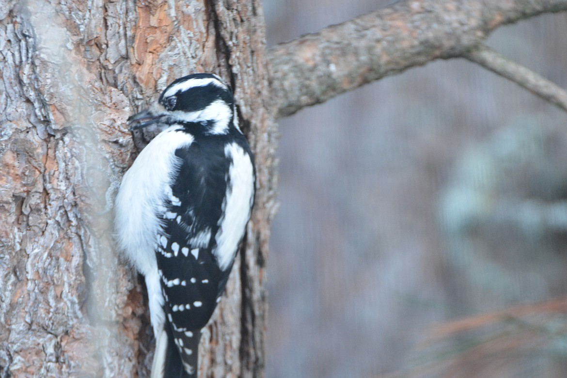 Downies are the smallest woodpeckers in North America. At six inches, they are just a bit bigger than chickadees. This photo shows a female downy woodpecker)

Photo by DON BARTLING