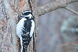 Downy woodpecker: The daintiest of the woodpeckers!