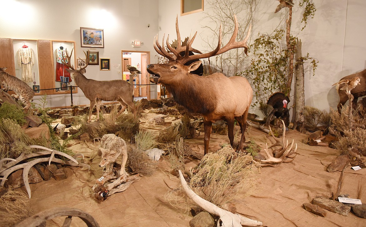 AN IMPECCABLE wildlife display is an eye-catcher inside the Ninepipes Museum of Early Montana, located about five miles east of Charlo. The display features a bull elk, buck deer, coyote, bobcat and other native animals.