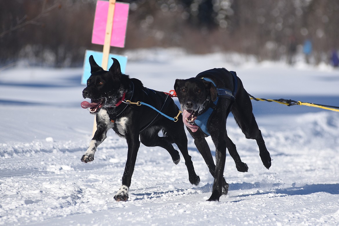 Two of Sarah Parr's dogs seem to be enjoying themselves during the Flathead Classic Sled Dog Race held at Dog Creek Lodge last weekend. (Daniel McKay/Whitefish Pilot)