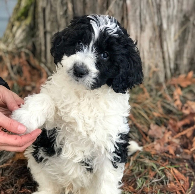 Blue, a 12-week-old Bernedoodle, has joined the Winton Elementary School family as the resident therapy dog. He&#146;s soft, sweet and eases the stress students and even staff members may be experiencing. (Courtesy photo)