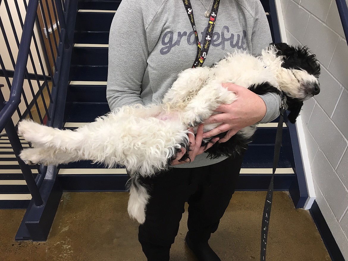 Blue is a Bernedoodle, a breed known for its gentle temperament and therapeutic abilities. They&#146;re especially good with kids. (Courtesy photo)