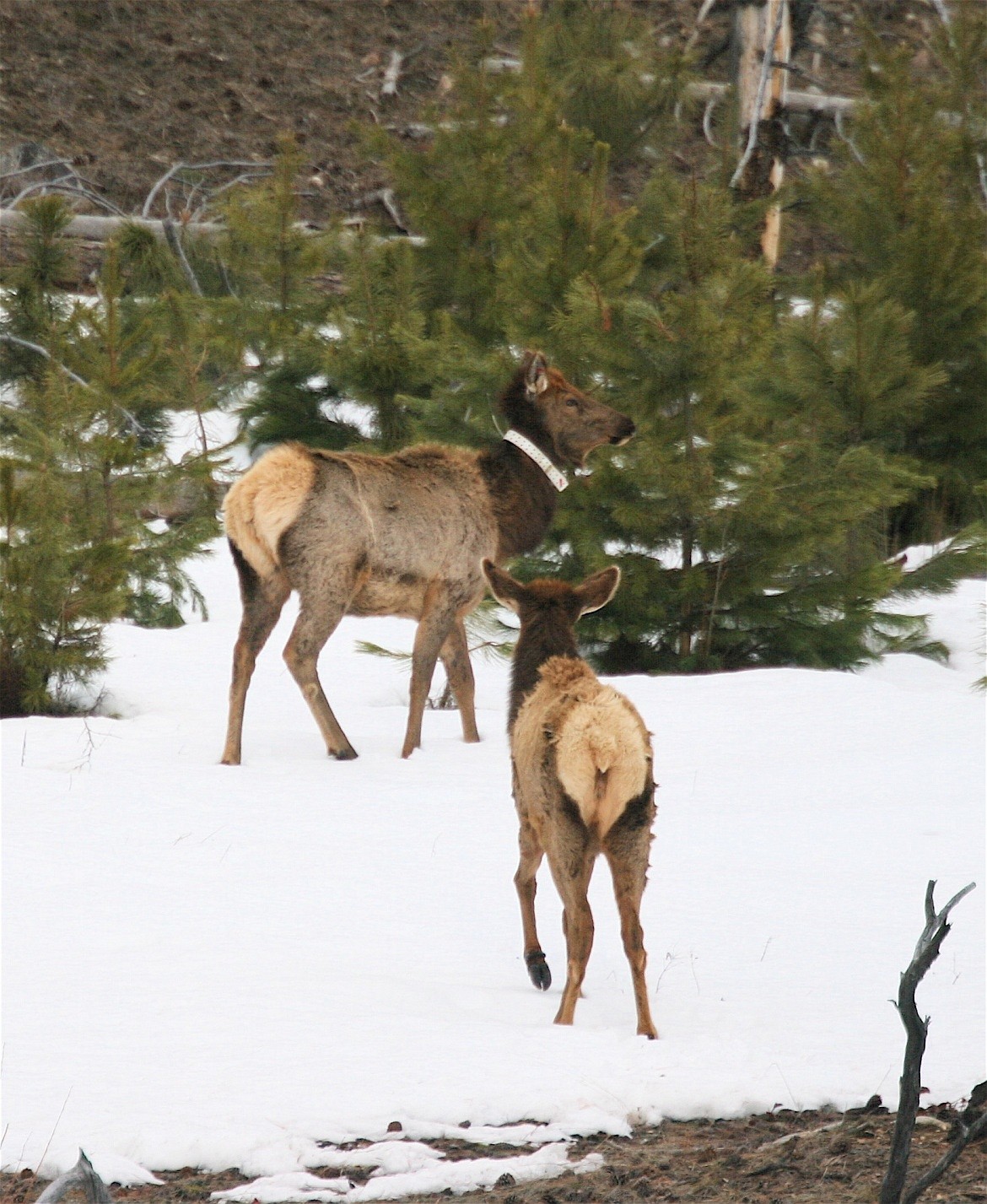 (Photo courtesy IDAHO FISH AND GAME)
North Idaho elk have fared well despite February&#146;s heavy snow and recent cold temperatures.