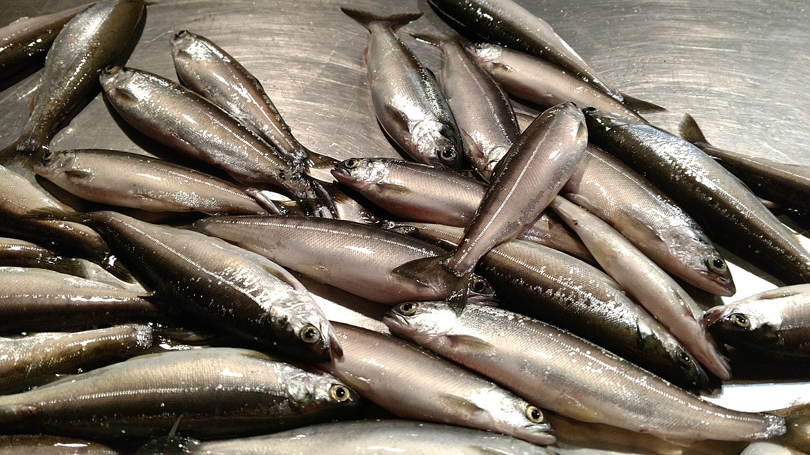 (Photo courtesy IDAHO FISH &amp; GAME)
A passel of Lake Pend Oreille Kokanee ranging in size from 7 to 9 inches are examined by Idaho Fish and Game, which says numbers of Kokanee are so high in the lake that it is adversely affecting size.