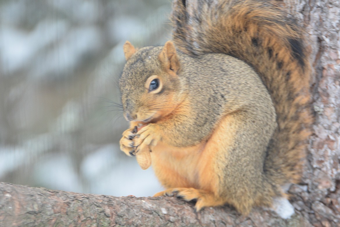 A fox squirrel enjoying this peanut that he stole from the bird feeding platform.