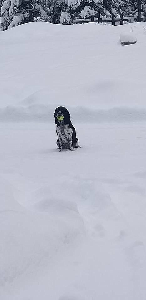 Judy Stang&#146;s dog Babe seems to be waiting for some spring playtime among tall snowbanks. Several feet of snow blanketed Mineral County last week over several days. (Photo courtesy of Judy Stang)