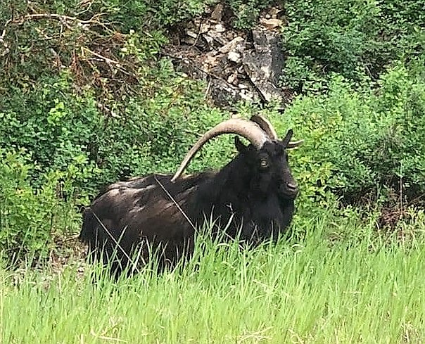 Colt (a.k.a. Stinky) was a domestic goat who strayed from his owner 10 years ago and was never recaptured. He lived on McGee Point near a cell tower in Deborgia where it was cool in the summer and warm in the winter. He died last week from an apparent fall from the cliff.