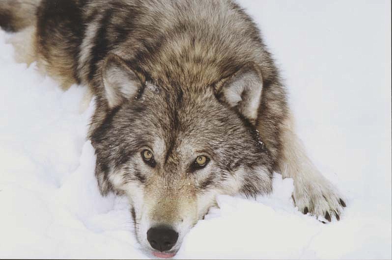 Carter Niemeyer/USFS
In an effort to manage wolf populations in the state, game commissioners doubled from 10 to 20 the number of wolves Idaho hunters and trappers can take in the Panhandle, Clearwater, Upper Snake and Salmon regions.